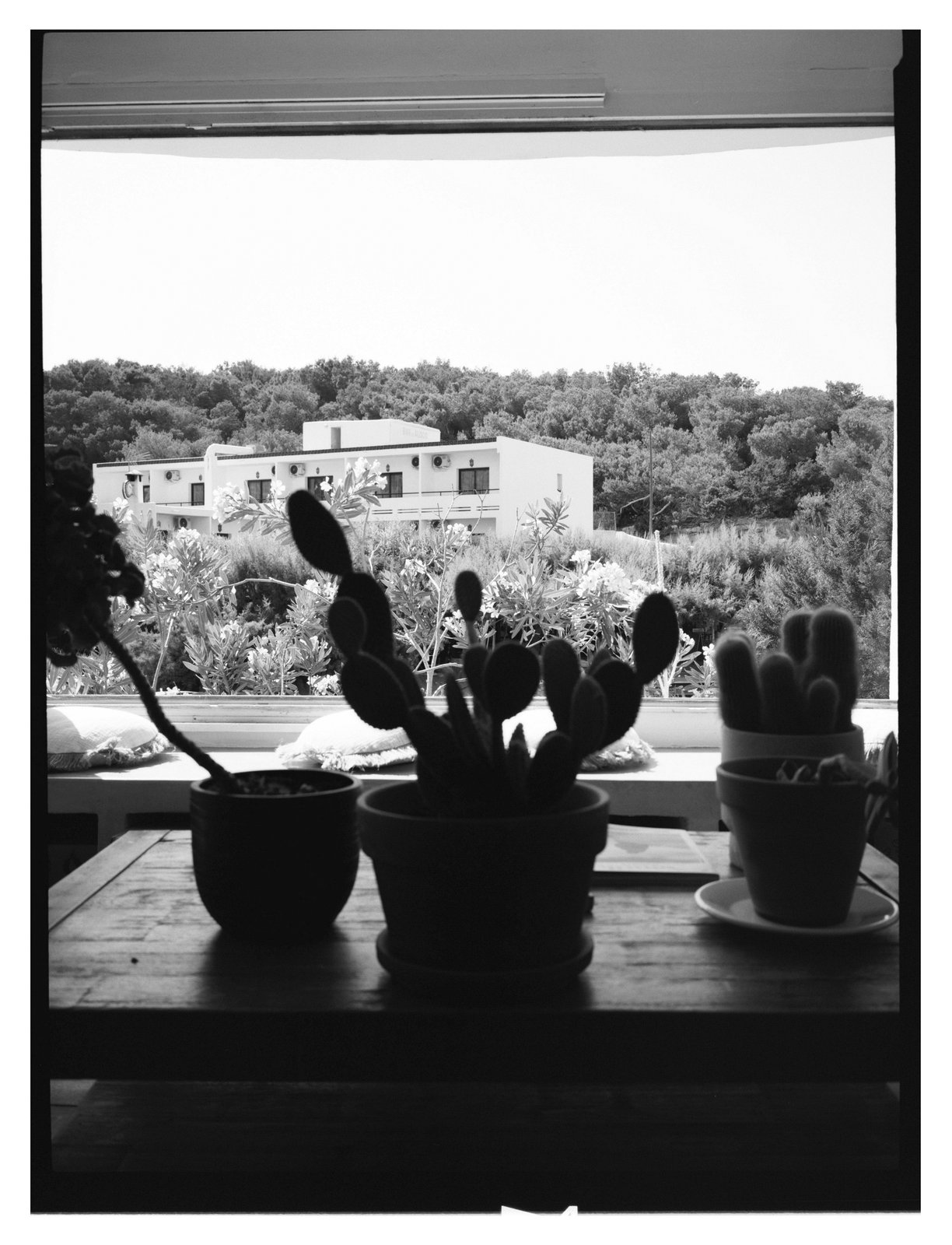 Black-and-white view through a window of potted cacti with a building and trees beyond.